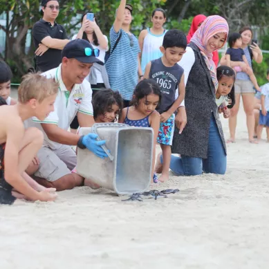 marine conservation turtle