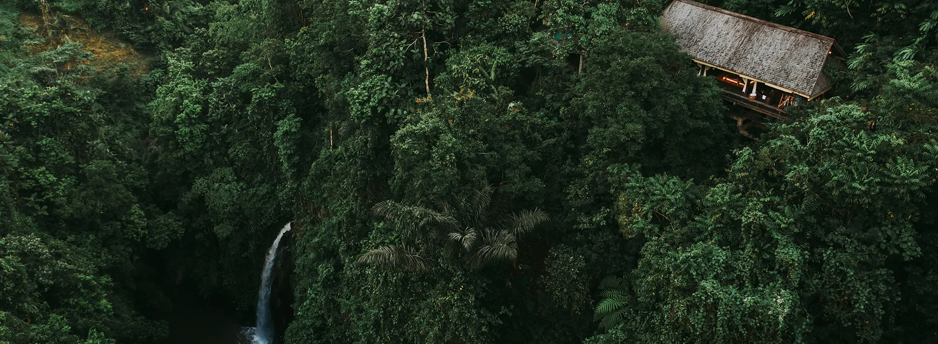 Rewilding with Banyan, one pocket forest at a time  HERO main lush trees