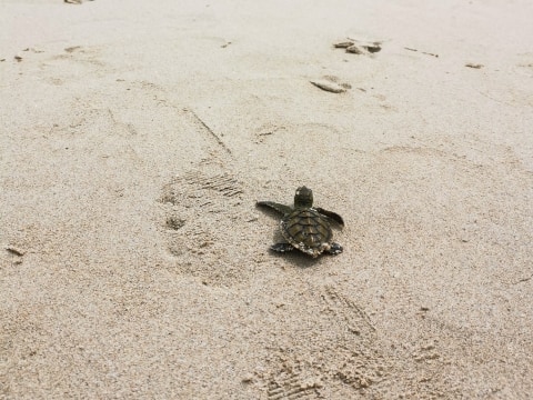 cute baby turtle be free banyan tree bintan