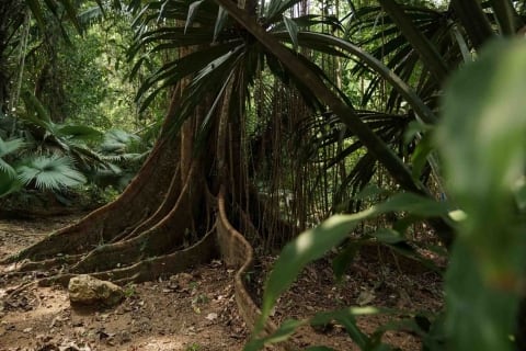 no time to waste tree rainforest