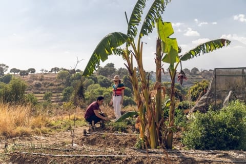 Returning to farming roots traditional banyan tree puebla