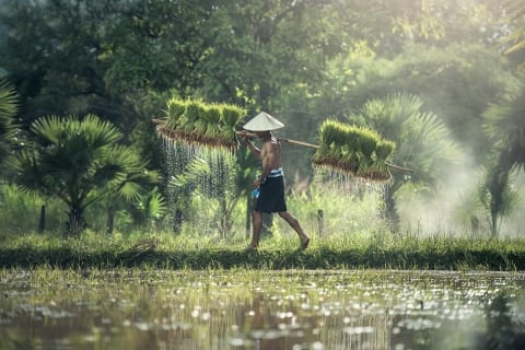 Rice Cultivation