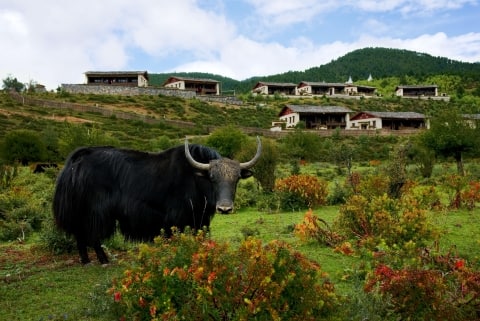 banyan tree ringha china cow outdoors