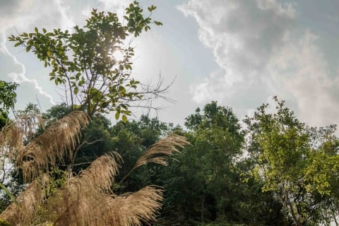 Visit our newly established Miyawaki forests when you stay at Banyan Tree Phuket, our all-pool villa sanctuary in the scenic Bang Tao Bay.