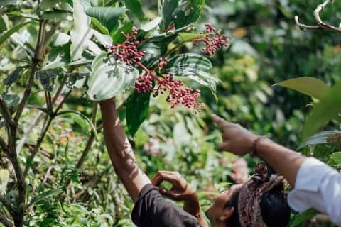 Foraging in the village