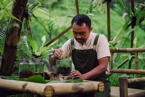 Buahan, a Banyan Tree Escape natural nursery fireflies conservation