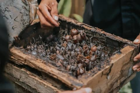 Bees at Gudem Bee Farm